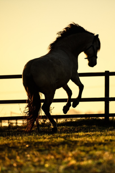 Über uns_ Pegasus_ (4)