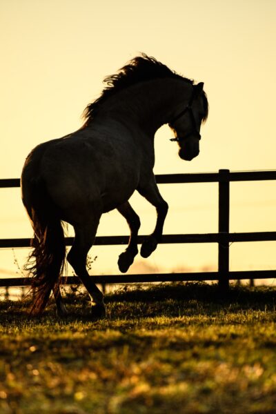 silhouette horse at sunset